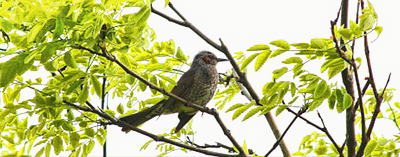 ���̖��E��ԉ��E�J