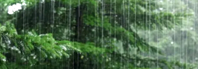 �J�E���̖�