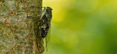 �Z�~�̖���