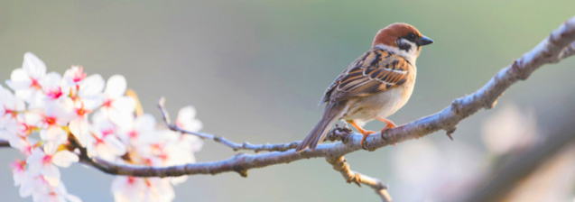 �X�s�[�J�[�̐ݒu�ʒu�̐��� /�V�䂩��̑����̏ꍇ 